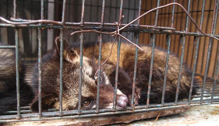 Caged Asian palm civets
