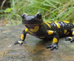 Fire Salamander