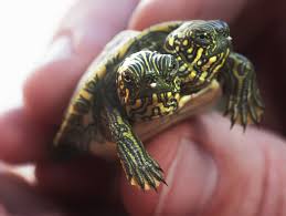 2 headed turtle
